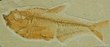 Inch Diplomystus Fossil Fish From Wyoming #49-1